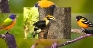 Top 8 Beautiful Birds in Arunachal Pradesh