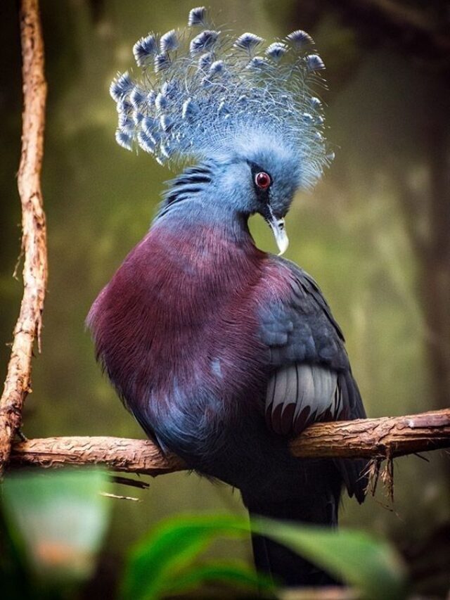 Top 10 Most Beautiful Birds in the World 2023